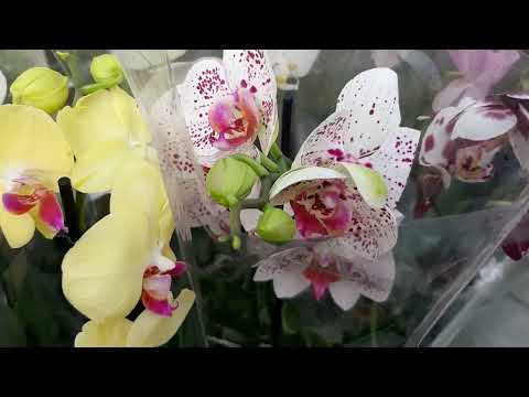Видео: 28.10.2024г. Свежие орхидеи в с/ц Планета лета и Чё купила.