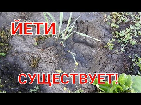 Видео: Два ЙЕТИ на ПРИВАДЕ! ГОТОВИМСЯ К СЕЗОНУ ОХОТЫ НА КАБАНА