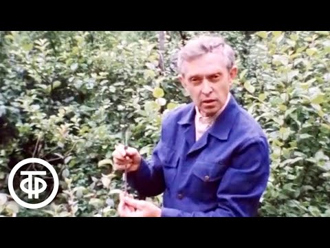 Видео: Наш сад. Прививка садовых растений и окулировка (1985)