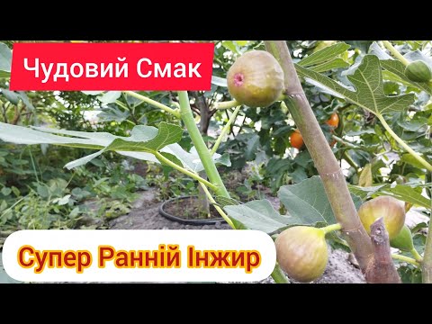 Видео: Інжир Дегустація Раннього сорту + обрізка листя для прискорення достигання. 