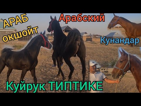 Видео: АРАБ 🔥 типтике КУйРУК 😱ЗВЕРЬ КУНАНДАР ТЫНЫ БАЛБАНДА