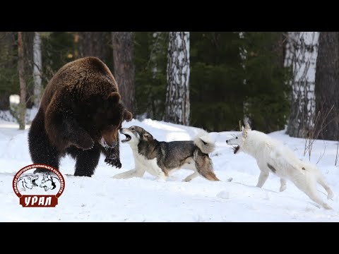 Видео: Испытания лаек по медведю 2020