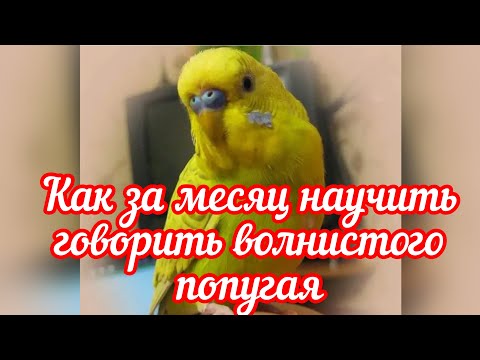 Видео: КАК ЗА МЕСЯЦ НАУЧИТЬ ГОВОРИТЬ ВОЛНИСТОГО ПОПУГАЯ🦜/ УЧИМ ТРИ ФРАЗЫ