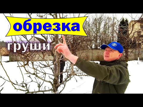 Видео: 🔴🔴Обрежь Грушу Правильно. Обрезка Груши Весной.