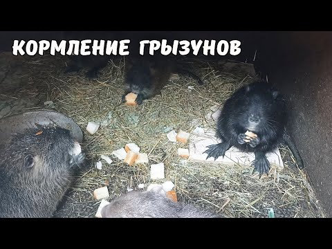 Видео: Кормление домашних грызунов. НУТРИИ: зимнее содержание.