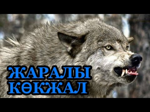 Видео: Жаралы көкжал