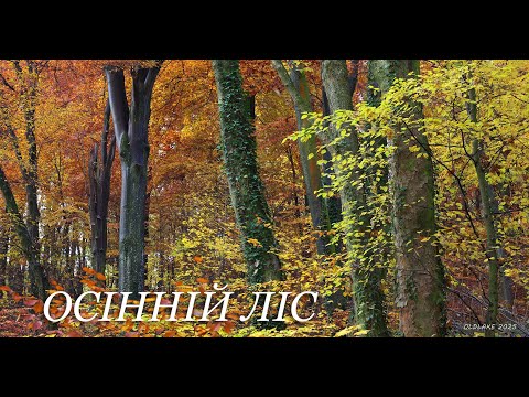 Видео: ОСІННІЙ ЛІС. Листопад 2024