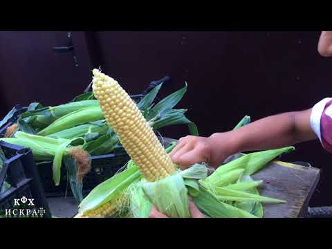 Видео: Сладкая кукуруза СПИРИТ F1 от syngenta.