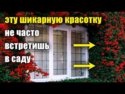 Видео: Уникальное растение для сада, живой изгороди, ниваки, привлечения птиц. Эффектная пираканта.