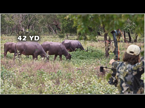 Видео: СТРЕЛЬБА В ДИКОГО БУЙВОЛА ИЗ ЛУКА!! (Мой самый худший КОШМАР случился)