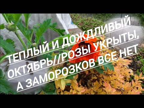 Видео: 242#Теплый октябрь// Розы укрыты//Ждём морозов//30.10.25🍁🍂🍁