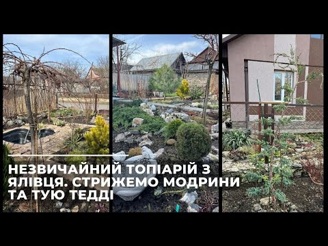 Видео: Незвичайний топіарій з ялівця. Стрижемо модрини та тую Тедді