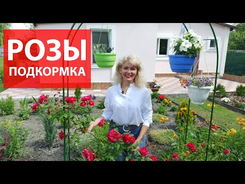 Видео: Что делать с розой для обильного и пышного цветения