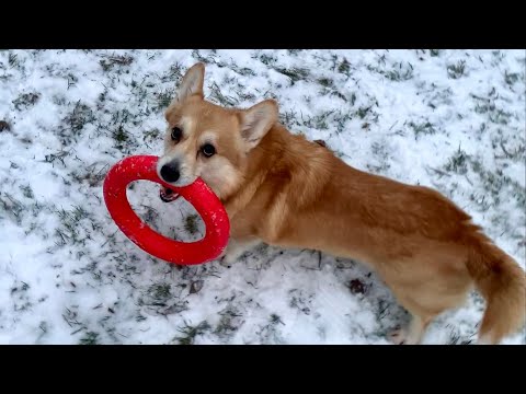 Видео: Купили сушильную машину! 🤩Это чудо вещь👍🏼 Таффи не провести |Снежный VLOG