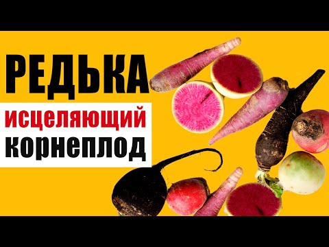 Видео: Редька – овощ, исцеляющий все органы. Почему чёрная редька полезнее, чем зелёная и белая?