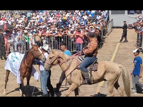 Видео: ҚАЙ ЖЫЛҚЫ ТАСКЕСКЕН ЖҮЙРІГІ