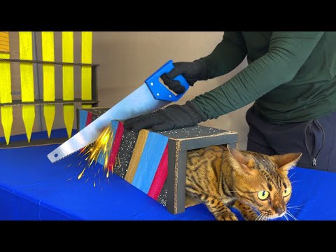 Видео: Смешные фокусы с КОШКОЙ 😺