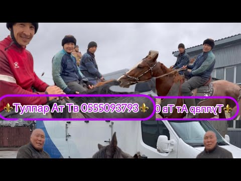 Видео: 🔥🇰🇬Озгон Мырза-Арыктагы Айбектин той Улагы🔥🫶🏻🤲