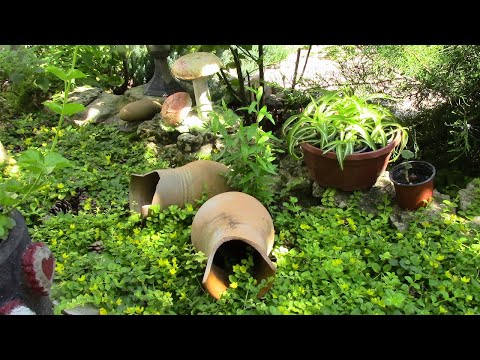 Видео: ВЕРБЕЙНИК МОНЕТЧАТЫЙ, ПОЧВОПОКРОВНОЕ РАСТЕНИЕ ДЛЯ ТЕНИСТЫХ УЧАСТКОВ САДА.