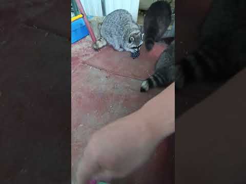 Видео: #ямыилюша #помощьбездомнымживотным #raccoon #анапа #reels #море #енотики