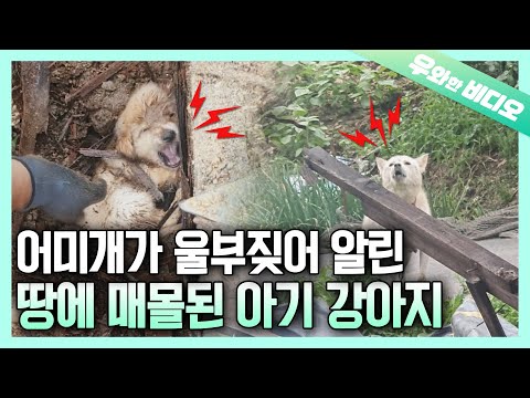 Видео: Четыре щенка, которые выжили под землей, «похоронили» на ОДНУ НЕДЕЛЮ