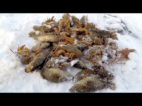 Видео: Зима! Проверка Китайских Раколовок! Готовимся к Зимней Ловле Раков!#РакиFISHINGPRO