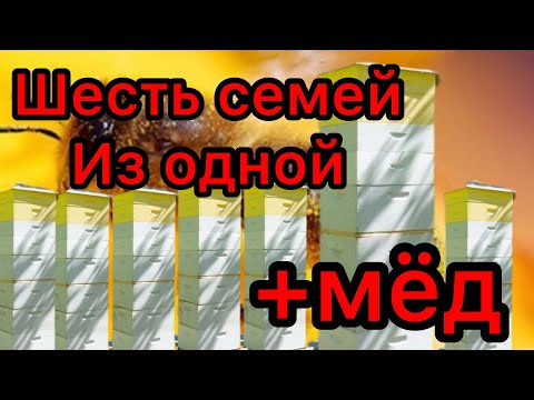 Видео: ИЗ ОДНОЙ СЕМЬИ ДЕЛАЕМ ШЕСТЬ , быстрое развитие