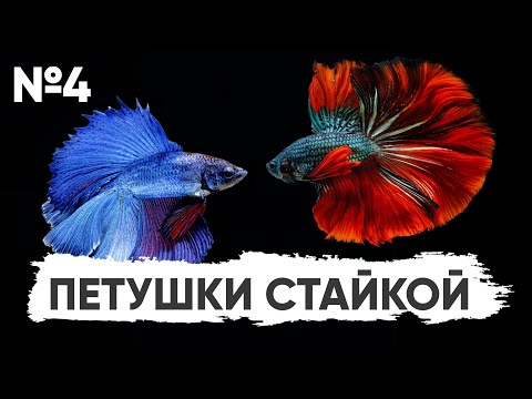 Видео: №4. Петушки стайкой #Конкурс_Scalariki