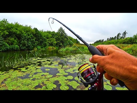 Видео: В ЭТИХ ЗАРОСЛЯХ РЫБА КИШИТ И БРОСАЕТСЯ НА ВСЁ ПОДРЯД! ЭТО СКАЗКА! Рыбалка на спиннинг 2023.