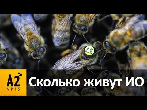 Видео: Сколько живёт #матка ИО, осемененная 8 микролитрами?