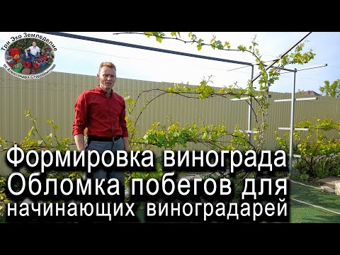 Видео: Формировка виноградного куста и обломка побегов для начинающих виноградарей #ТриЭкоВиноградник