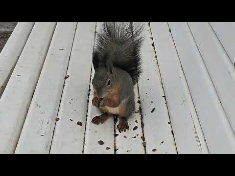Видео: Ореховые соревнования /Nut competitions#squirrel 