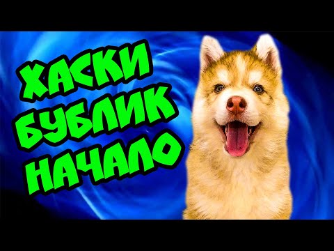 Видео: ХАСКИ БУБЛИК. Мистер Бубл. НАЧАЛО