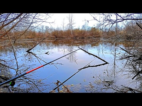 Видео: ЭТИХ ЛАПТЕЙ НЕ ВЫТАЩИТЬ НИКАК!!! МАЛЕНЬКОЕ ОЗЕРО С БОЛЬШИМИ КАРАСЯМИ!!!