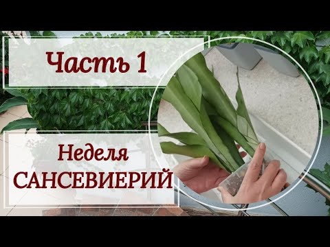 Видео: Неделя сансевиерия. Часть 1.