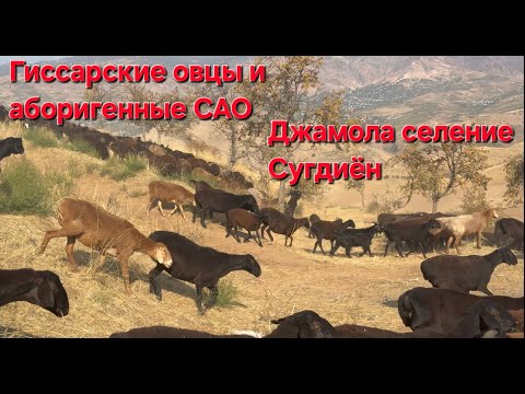 Видео: Гиссарские овцы и аборигенные САО Таджикистана саги дахмарда Джамола из селения Сугдиён