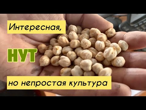 Видео: Нут - интересная культура, но непростая