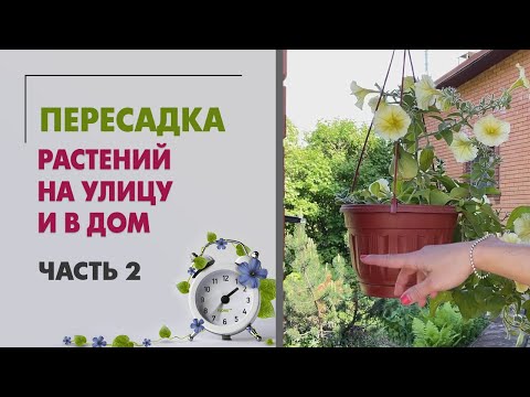 Видео: ПЕРЕСАДКИ растений | Растения на улицу и в дом | Часть 2