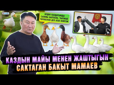 Видео: Каз-өрдөк баккан Бакыт Мамаев