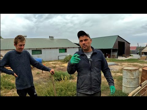 Видео: Новий рецепт від Коляна -Легені варені в молоці ... каже дуже смачно . Ганяю глистів та росказую шо.