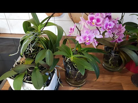 Видео: 44. Орхидеи в пенопласте начинают растить цветоносы! Обзор фаленопсисов в середине сентября 2019