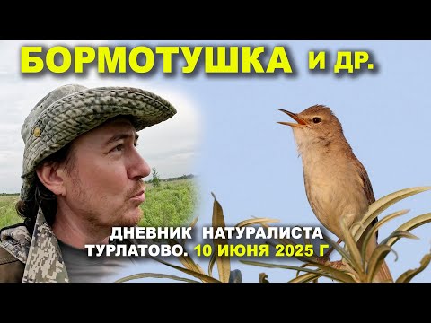 Видео: Птицы Турлатова. Дневник 10 июня 2025 г.