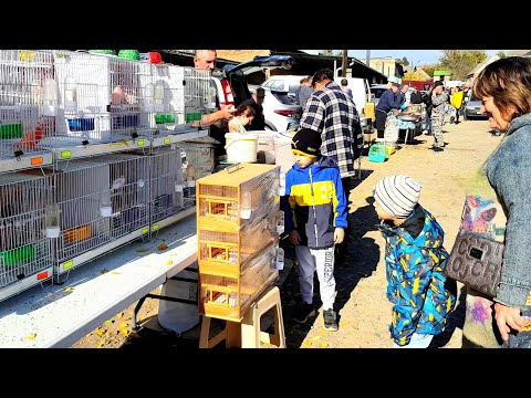 Видео: Ярмарка г Кропоткин 30.10.22г.Обзор птичьего рынка,канарейки попугаи и другие животные!!!