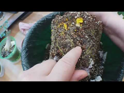 Видео: АДЕНИУМЫ. Раздражают грибы в горшке. А что корням?