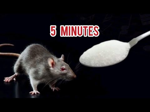Видео: За 5 минут  Мыши и Крысы Убегут #совет Избавит от Вредителей 👍