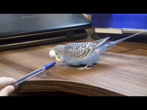 Видео: Как научить попугая танцевать