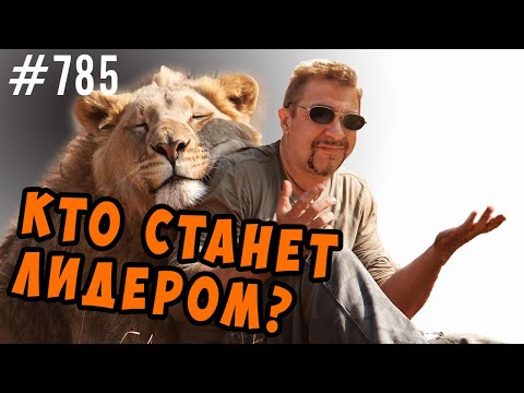 Видео: Кто будет лидером, а кто рабом? Альфа и омега в этологии