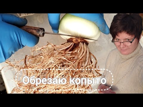 Видео: Обновление корневой системы. Состав грунта для гиппеаструмов.