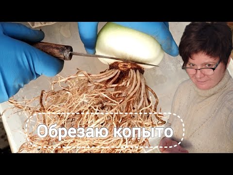 Видео: Обновление корневой системы. Состав грунта для гиппеаструмов.