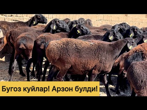 Видео: Арзон булди! Бугоз куйлар! 997526447☎️ 992421806☎️